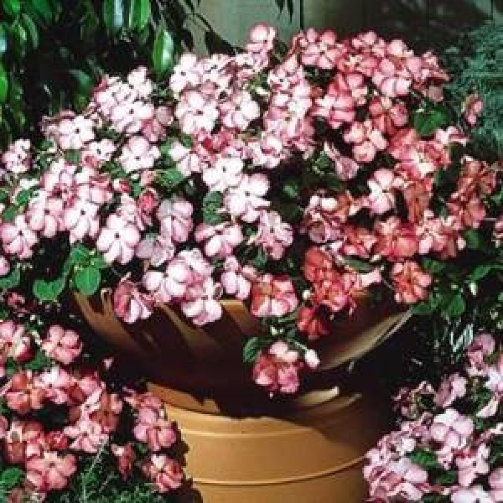 1515091760-cam güzeli.jpg